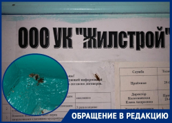 Сотни тараканов атаковали МКД на улице Дружбы в Волгодонске Сотни тараканов атаковали МКД на улице Дружбы в Волгодонске