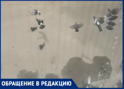 «Соседка прикормила голубей у подъезда и превратила нашу жизнь в ад»: волгодончанка «Соседка прикормила голубей у подъезда и превратила нашу жизнь в ад»: волгодончанка
