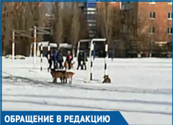 Свора бездомных собак, гуляющих на территории школы, возмутила волгодонцев Свора бездомных собак, гуляющих на территории школы, возмутила волгодонцев