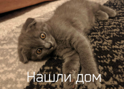 Чудесные котята с особенной внешностью ищут дом в Волгодонске Чудесные котята с особенной внешностью ищут дом в Волгодонске