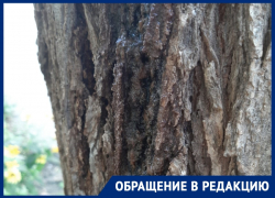 Несмотря на просьбы жильцов, комиссия решила не спиливать дерево во дворе МКД в Волгодонске Несмотря на просьбы жильцов, комиссия решила не спиливать дерево во дворе МКД в Волгодонске
