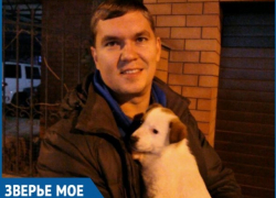 Милого щенка с необычной внешностью приютил неравнодушный волгодонец Милого щенка с необычной внешностью приютил неравнодушный волгодонец