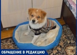 «Ротвейлер искусал нашего маленького пса»: волгодончанка рассказала о нападении на их собаку «Ротвейлер искусал нашего маленького пса»: волгодончанка рассказала о нападении на их собаку