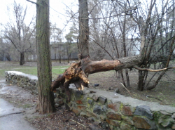 Ветер вырвал дерево с корнем