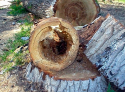 Обязать службы администрации волгодонска убрать опасные гнилые деревья
