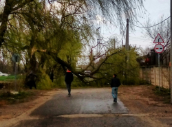 Дерево перекрыло дорогу на Маяковского