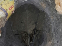 Загадочное гнездо паука у детской площадки