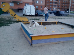 Собаки играют в песочнице, а дети на крыше трансформаторной будки