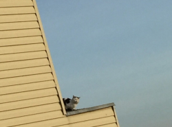 кошка второй день на крыше 9-го этажа