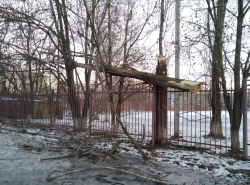 Опасное дерево возле школы 