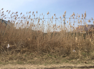 В Волгодонске жители обеспокоены пожароопасностью В Волгодонске жители обеспокоены пожароопасностью