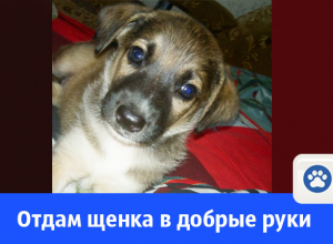 Щенка отдают в добрые руки Щенка отдают в добрые руки