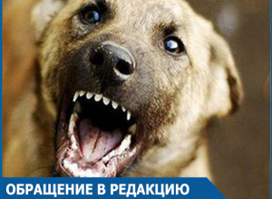 Символ года сорвался с цепи: Волгодонцы возмущены действиями заводчиков собак и «ужасными стаями» Символ года сорвался с цепи: Волгодонцы возмущены действиями заводчиков собак и «ужасными стаями»