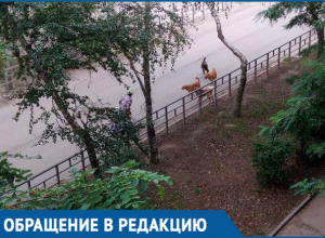 Стая бродячих собак держит в страхе жителей улицы на Пионерской Стая бродячих собак держит в страхе жителей улицы на Пионерской