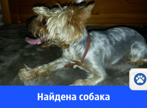 Йоркширский терьер найден в Волгодонске Йоркширский терьер найден в Волгодонске