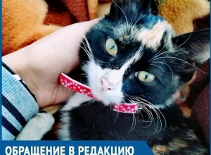 Две недели мы боролись за жизнь нашей кошки, - волгодончанка возмущена работой ветеринаров Две недели мы боролись за жизнь нашей кошки, - волгодончанка возмущена работой ветеринаров