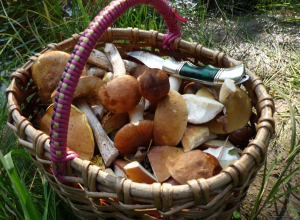 В Волгодонске от отравления грибами умерла пенсионерка