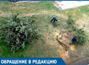 Варварское спиливание 30-летней алычи возмутило жителей дома №34 по Бульвару Великой Победы Варварское спиливание 30-летней алычи возмутило жителей дома №34 по Бульвару Великой Победы