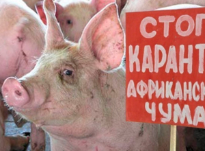 Очаг чумы свиней обнаружен в 150 километрах от Волгодонска Очаг чумы свиней обнаружен в 150 километрах от Волгодонска