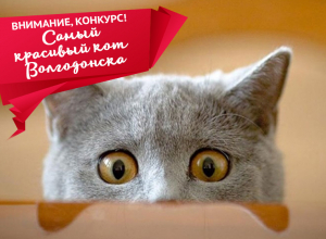Стали известны победители конкурса «Самый красивый кот Волгодонска» Стали известны победители конкурса «Самый красивый кот Волгодонска»