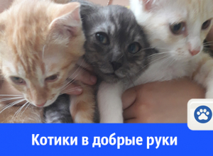 Отдам котят в добрые руки Отдам котят в добрые руки