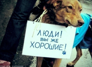Зоозащитники Волгодонска снова забили тревогу: в городе появилась шайка подростков издевающихся над животными Зоозащитники Волгодонска снова забили тревогу: в городе появилась шайка подростков издевающихся над животными