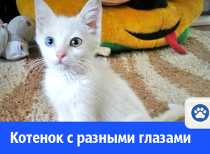 Красоточка в добрые ручки! Красоточка в добрые ручки!