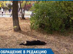 В Волгодонске массово потравили бездомных собак В Волгодонске массово потравили бездомных собак