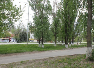 В Волгодонске на улице Морской срубят 100 деревьев В Волгодонске на улице Морской срубят 100 деревьев