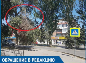 Сухая ветка повисла над пешеходной дорожкой по улице Ленина Сухая ветка повисла над пешеходной дорожкой по улице Ленина