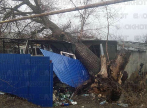 Рухнувшее от ветра огромное дерево разрушило дом в Волгодонском районе Рухнувшее от ветра огромное дерево разрушило дом в Волгодонском районе