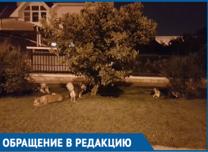 Свора из пяти крупных собак пугает жителей улицы Солнечная Свора из пяти крупных собак пугает жителей улицы Солнечная