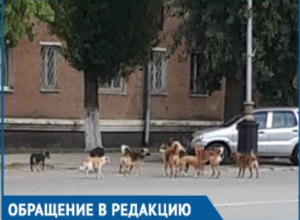 Своры бездомных собак - одна из главных проблем города, - волгодонцы Своры бездомных собак - одна из главных проблем города, - волгодонцы