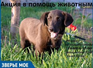 Волгодонцы смогут оказать гуманитарную и финансовую помощь бездомным животным Волгодонцы смогут оказать гуманитарную и финансовую помощь бездомным животным