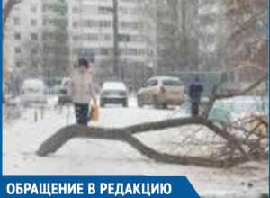 Коммунальщики бросили спиленное дерево и перекрыли въезд во дворы на улице Энтузиастов в Волгодонске Коммунальщики бросили спиленное дерево и перекрыли въезд во дворы на улице Энтузиастов в Волгодонске