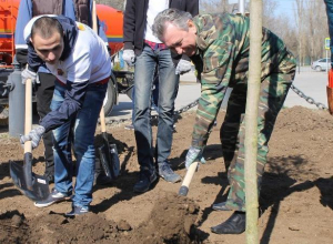 Одаренная молодежь высадила клены и туи в сквере возле администрации Волгодонска Одаренная молодежь высадила клены и туи в сквере возле администрации Волгодонска