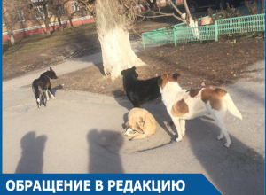 Младшеклассники спаслись от своры бродячих собак в магазине в центре Волгодонска Младшеклассники спаслись от своры бродячих собак в магазине в центре Волгодонска