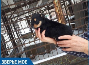 В Волгодонске нашли место для строительства приюта для безнадзорных животных В Волгодонске нашли место для строительства приюта для безнадзорных животных