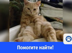 Годовалая кошка прыгнула за птицей с балкона и пропала Годовалая кошка прыгнула за птицей с балкона и пропала