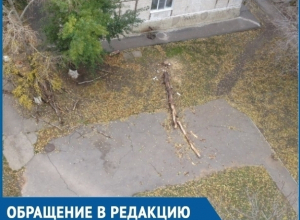 Спилили и оставили: жителям Волгодонска мешают лежащие на дорогах деревья Спилили и оставили: жителям Волгодонска мешают лежащие на дорогах деревья