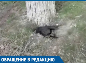 «Мертвый зоопарк» в центре города снял на видео житель Волгодонска «Мертвый зоопарк» в центре города снял на видео житель Волгодонска