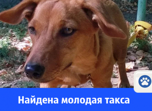 В старой части города найдена молоденькая такса В старой части города найдена молоденькая такса