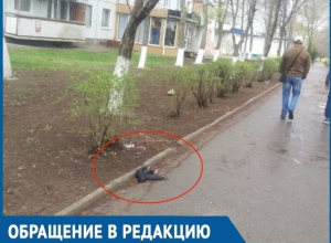 Аллею «мертвых птиц» в центре города высмеяли волгодонцы Аллею «мертвых птиц» в центре города высмеяли волгодонцы