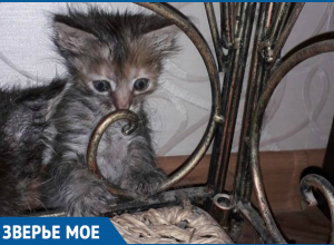 Крохотный котенок Мурзя ищет новый дом Крохотный котенок Мурзя ищет новый дом