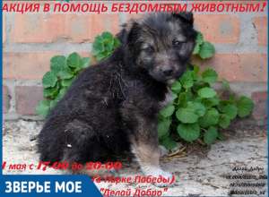 Люди смогут помочь бездомным животным во время благотворительной акции в Волгодонске Люди смогут помочь бездомным животным во время благотворительной акции в Волгодонске