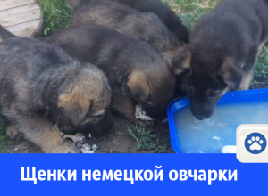 Щенков немецкой овчарки продают в Волгодонске Щенков немецкой овчарки продают в Волгодонске