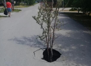 Торчащее из асфальта дерево предупреждает автомобилистов Волгодонска об опасности Торчащее из асфальта дерево предупреждает автомобилистов Волгодонска об опасности