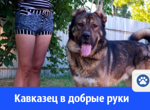 Серьёзный хозяин нужен Джокеру Серьёзный хозяин нужен Джокеру
