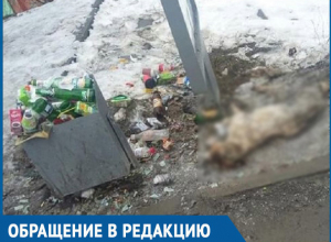 Труп собаки и кучи мусора ежедневно наблюдают волгодонцы на автобусной остановке на 30 лет Победы Труп собаки и кучи мусора ежедневно наблюдают волгодонцы на автобусной остановке на 30 лет Победы