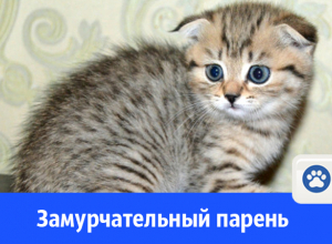 Летняя супер цена на пушистого кота Летняя супер цена на пушистого кота